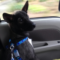 8kgになりました^⊝⧢⊝^ 