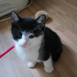 生後１か月の元気いっぱいわんぱくチョロくん♂子猫