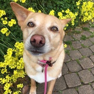 【宮古島出身】温厚で従順なお散歩大好きっこ！