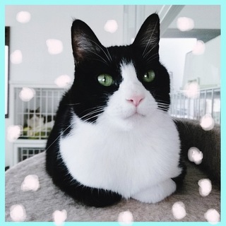 "4/21"シェルター譲渡会参加：はいから