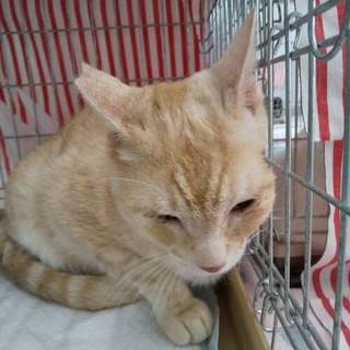 茶トラのおだやかな大人男子です