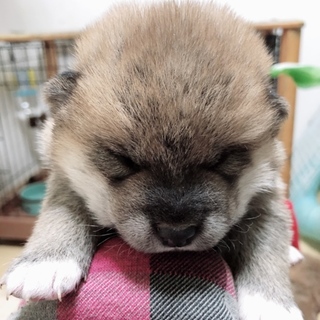 人懐っこく甘えん坊の赤茶女の子！