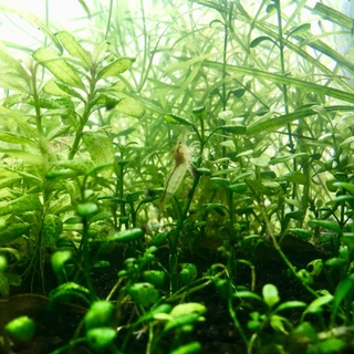 ミナミヌマエビを育ててみませんか^ ^