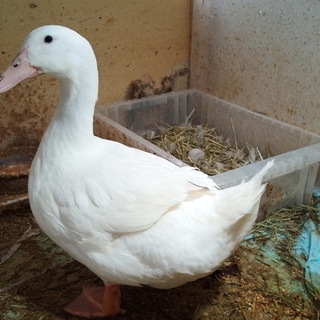 メス1才のアヒルです。