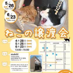 猫の譲渡会