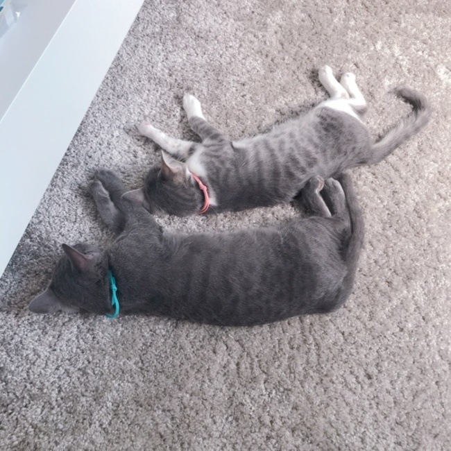 niko_99のカバー写真