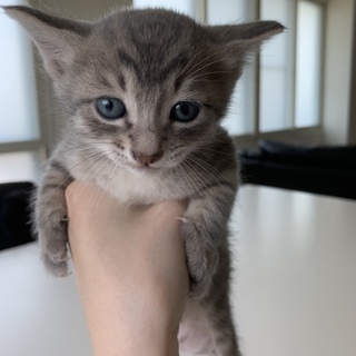 3匹兄弟で産まれました^_^