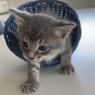 3匹兄弟で産まれました^_^