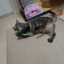 ツナ、ちょうだい！！