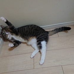 「ツナ、ちょうだい！！」サムネイル2