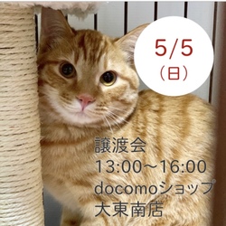 猫の譲渡会@ドコモショップ