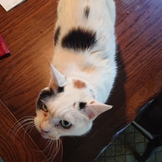 高齢の夫婦が飼育する猫たちの里親様を探しています