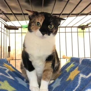 人馴れ修行中！　お人形のように動かない とい♀