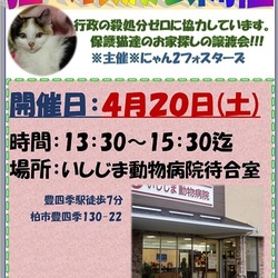 猫の譲渡会@いしじま動物病院待合室