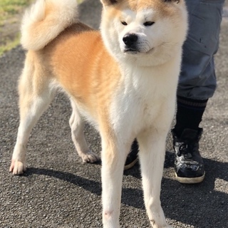 秋田犬 オス 3歳 血統書有