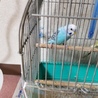 インコの里親募集 サムネイル2