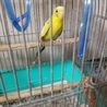 インコの里親募集 サムネイル3
