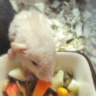 ファンシーラットの赤ちゃん