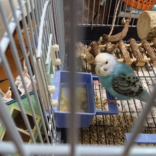 セキセイインコ4羽