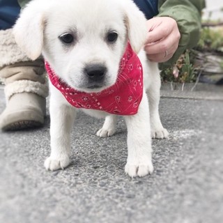 あやねちゃん 仮 生後 奈良県 犬の里親募集 ペットのおうち 月間利用者150万人