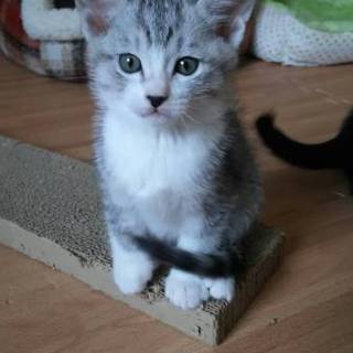 洋猫風なとてもチャーミングな子猫♀もこちゃんです！