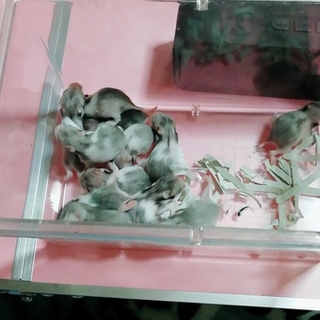 ゴールデンハムスター赤ちゃん