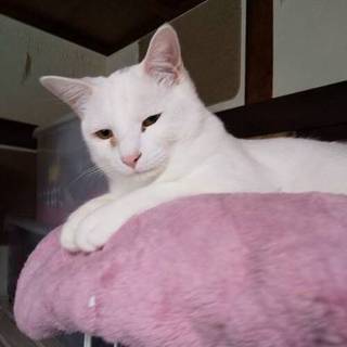 白い穏やかなビビリの男の子です