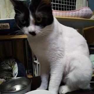 強気なハチわれの女の子です☆