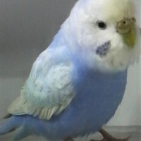 ぴこたまのとり