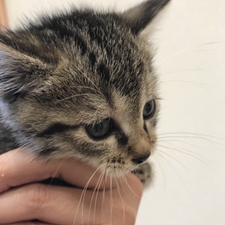 可愛いキジ猫ちゃんです③