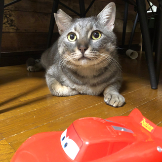 愛嬌たっぷりの銀次郎さん。【4/29譲渡会参加】