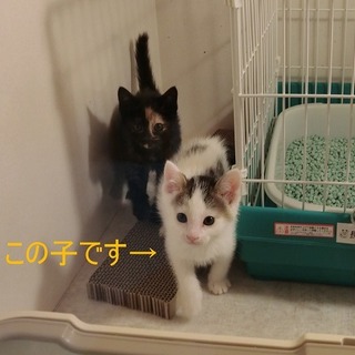 生後約2ヶ月の白ブチの男の子です