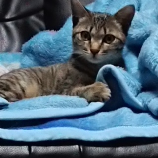 人馴れ△根気強く見守って下さる方！