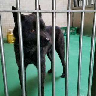 里親様決定しました！