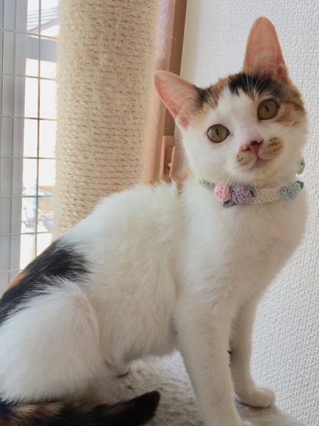 そろそろレディなお年ごろ ♪ サムネイル2