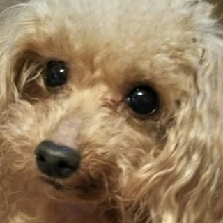 マロンに家族ができました