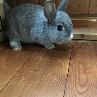 子ウサギの里親募集中です！！