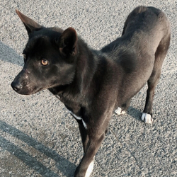 久留米市/迷い犬情報 黒系メス