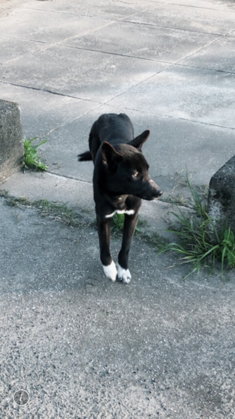 久留米市 迷い犬情報 黒系メス くるめ動物応援団のペットログ 272 ペットのおうち 月間利用者150万人