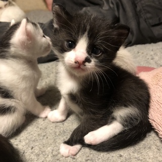 里親さん募集！