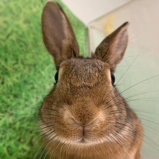 保護うさぎ(温泉うさぎ)　小菊ちゃん