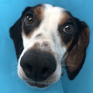 3本足のポインターの男の子。まだ若いです。