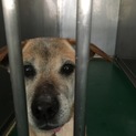 助けて下さい！神戸市の犬