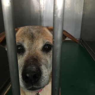 助けて下さい！神戸市の犬