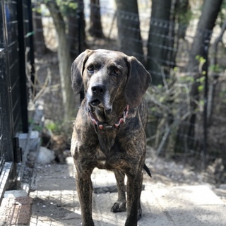 プロットハウンドの男の子☆大人しい子