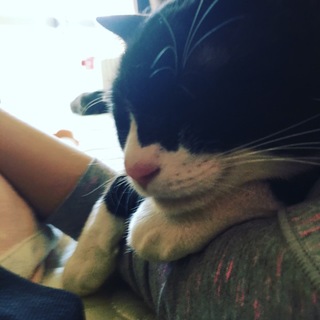 はちわれ 2歳 オス