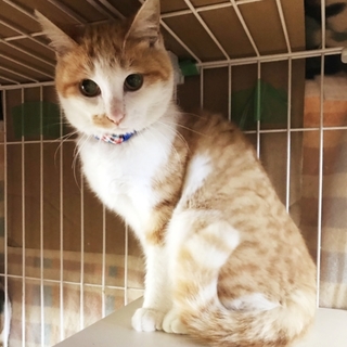 おしとやか美人!りりかちゃん