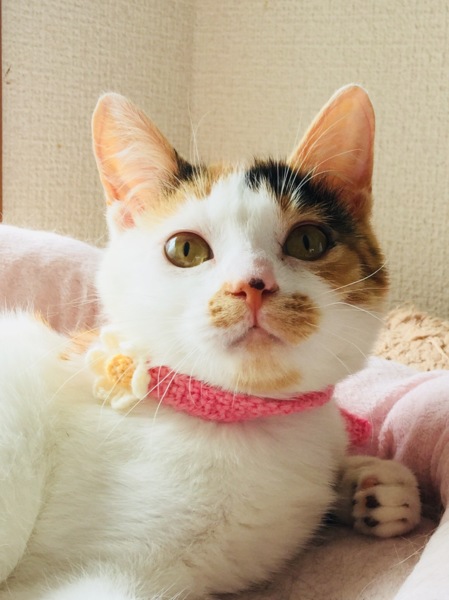 そろそろレディなお年ごろ ♪ サムネイル1