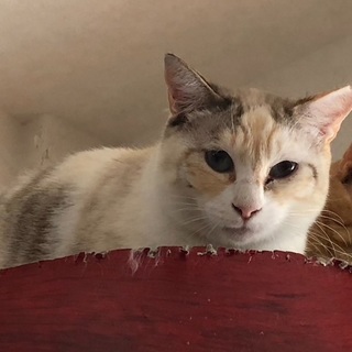 【キレイな毛並みのこまちちゃん】