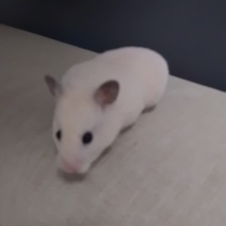 ハムスター　一匹メスです